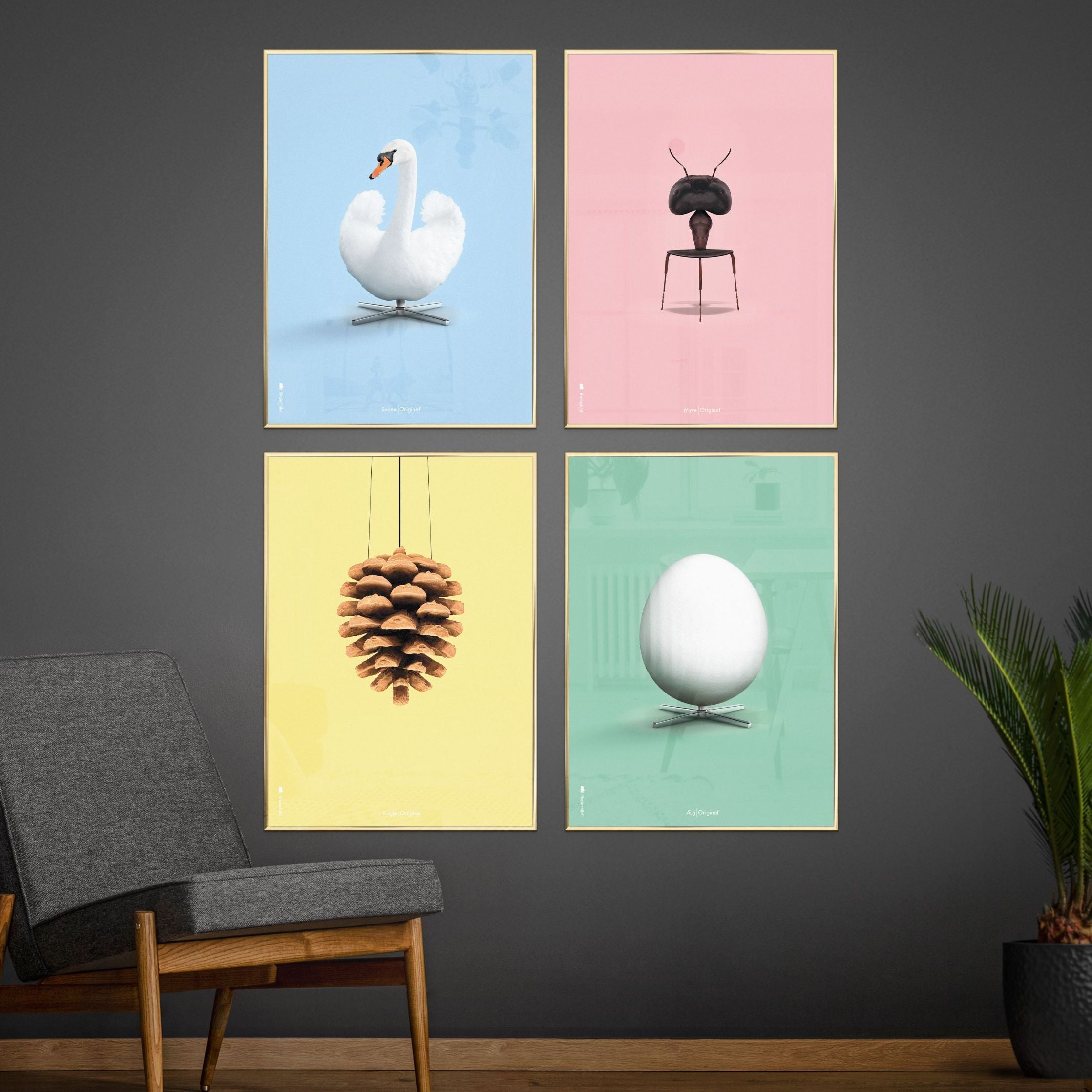 brainchild Swan Classic Poster, koperen frame 50x70 cm, lichtblauwe achtergrond