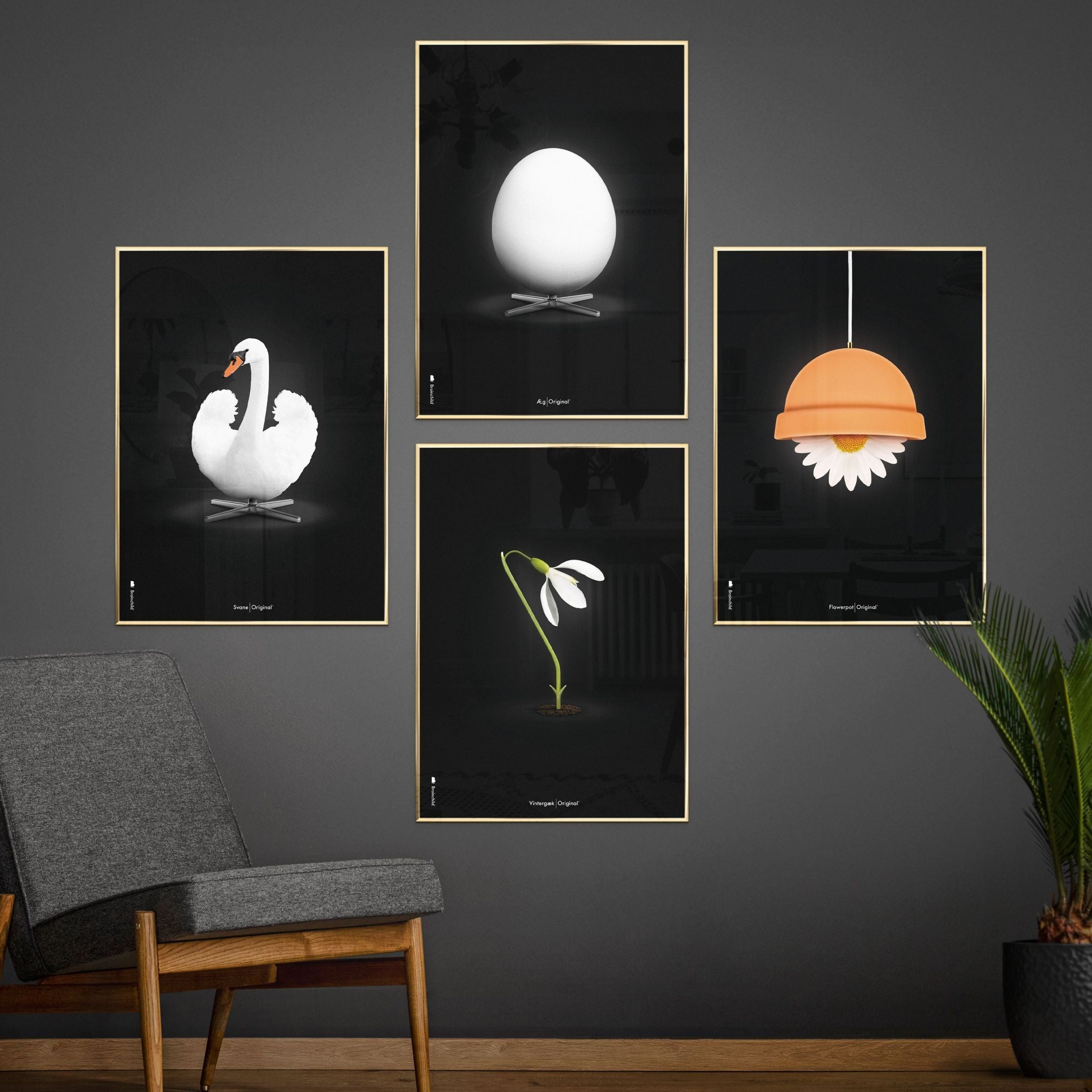 Brainchild Swan Classic Poster, Frame In Black Lacquered Wood 30x40 Cm, White/White Background