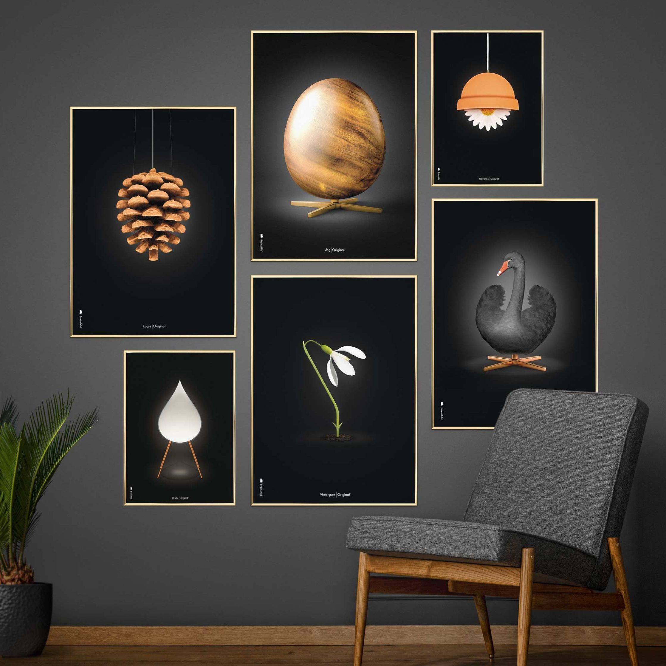 brainchild Pine Cone Classic Poster, frame gemaakt van donker hout 30x40 cm, zwarte achtergrond
