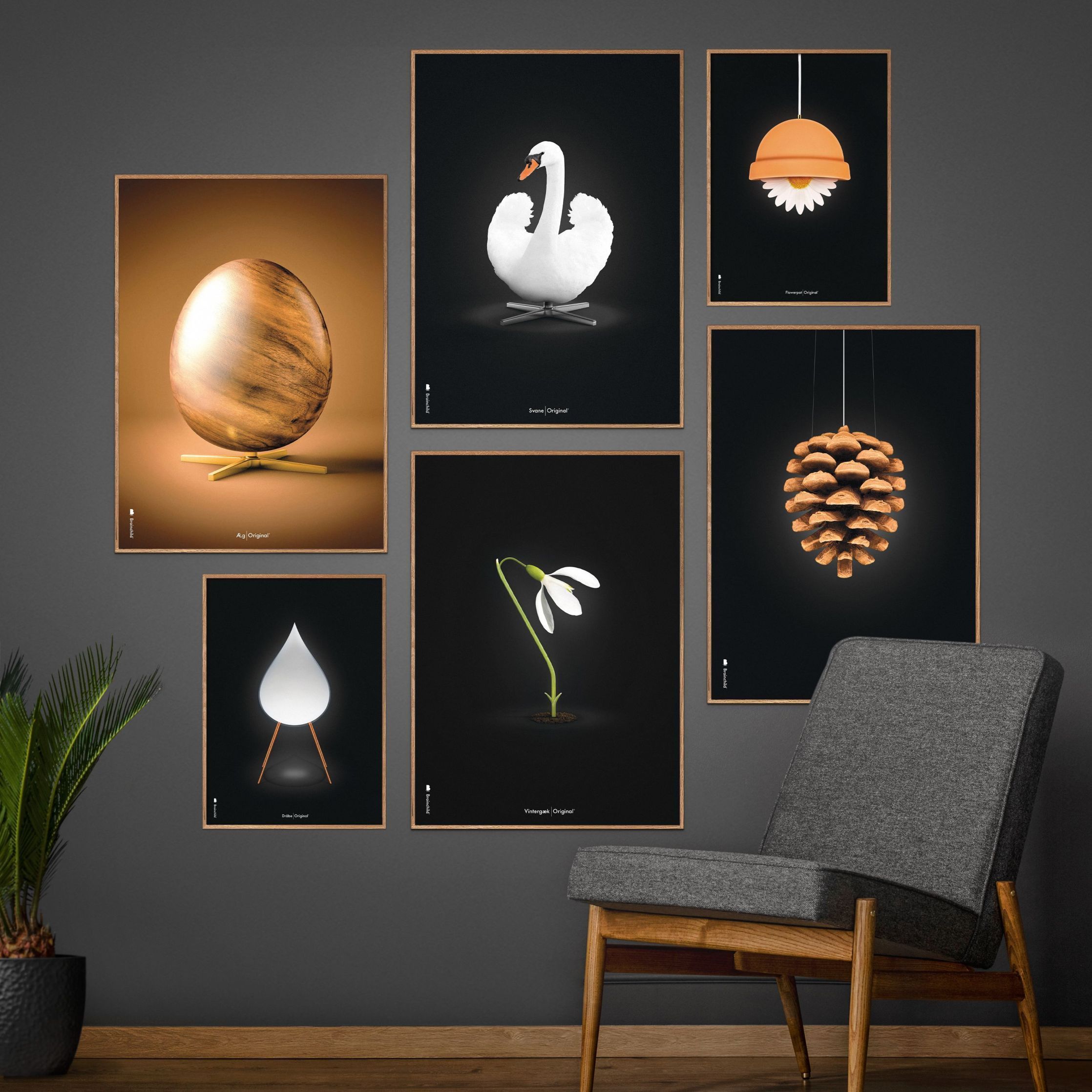 brainchild Affiche classique du cône de pin, cadre en bois clair 50x70 cm, fond noir