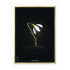 brainchild Snowdrop Classic plakat messingramme 50x70 cm sort baggrund