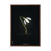  Snowdrop Classic Poster dunkler Holzrahmen A5 schwarzer Hintergrund