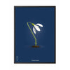  Snowdrop Classic Poster Rahmen aus schwarz lackiertem Holz 30x40 cm dunkelblauer Hintergrund