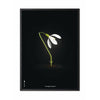  Snowdrop Classic Poster Rahmen aus schwarz lackiertem Holz 50x70 cm schwarzer Hintergrund