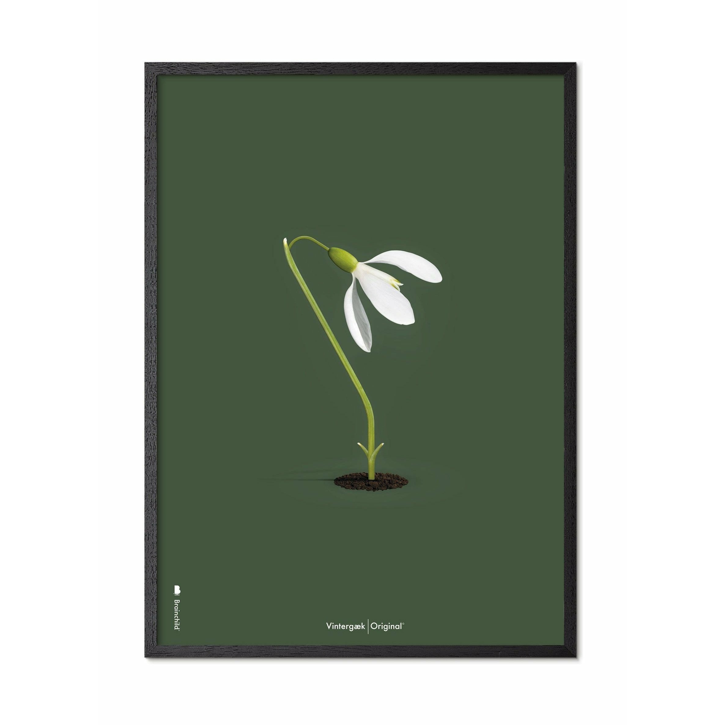 [product_category]-Brainchild Snowdrop Classic Poster, Frame In Black Lacquered Wood 50x70 Cm, Green Background-Brainchild-61003-C-BRA-1