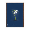 Poster classico di SnowDrop  cornice in legno scuro 50x70 cm sfondo blu scuro