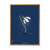 brainchild Affiche classique de Snowdrop cadre en bois clair 50x70 cm fond bleu foncé