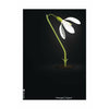  Snowdrop Classic Poster ohne Rahmen 30x40 cm schwarzer Hintergrund