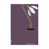  Snowdrop Classic Poster ohne Rahmen A5 lila Hintergrund