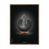 brainchild Affiche classique de cygne, cadre en bois foncé 70 x100 cm, fond noir / noir