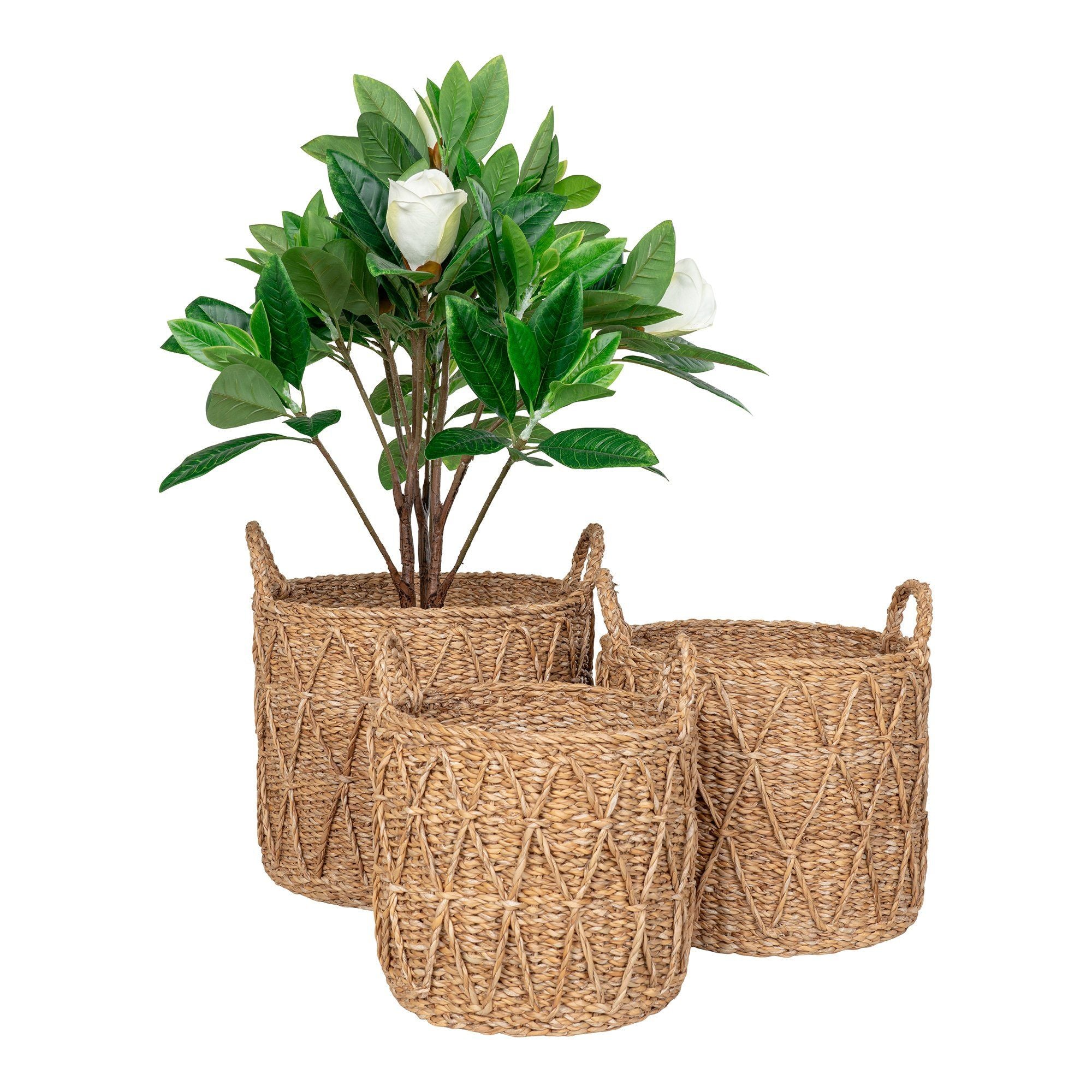 Huis Noordse Krabi Basket