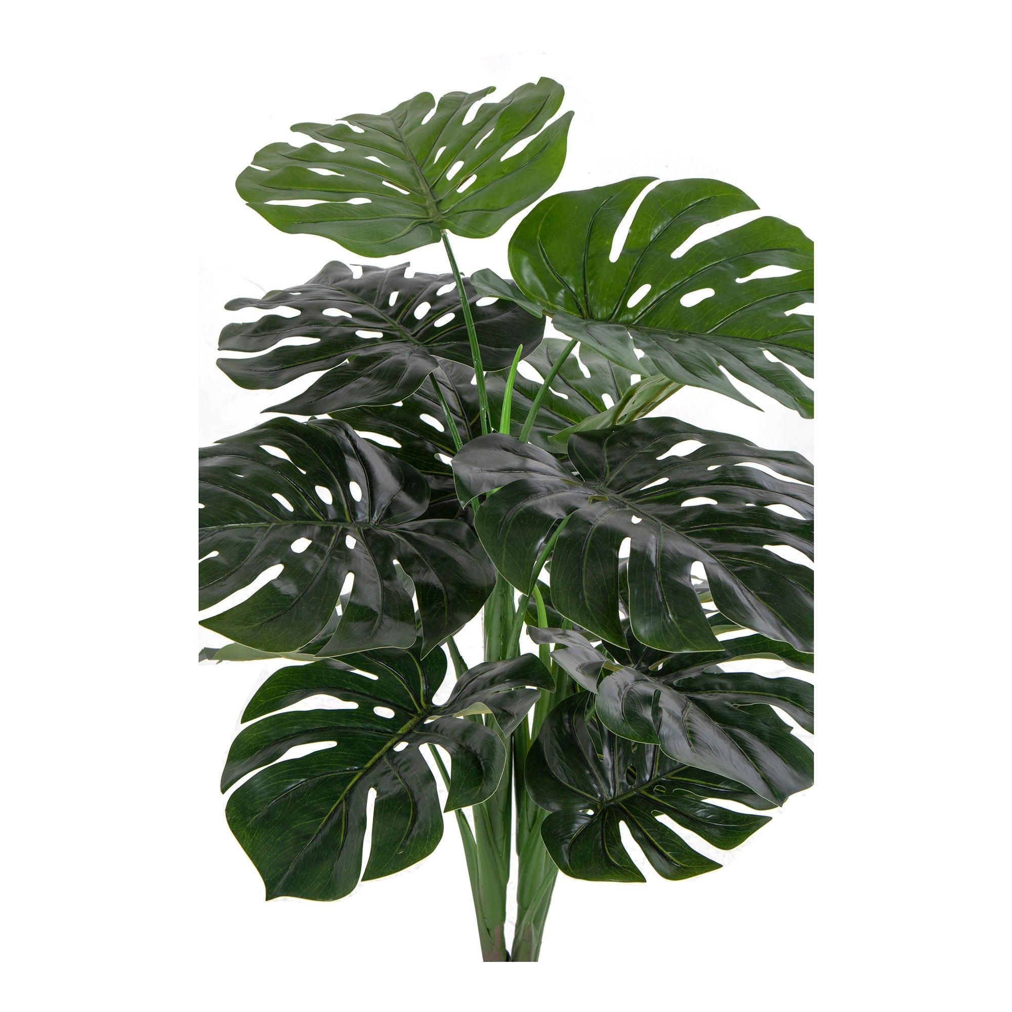 Huis Noordse monstera