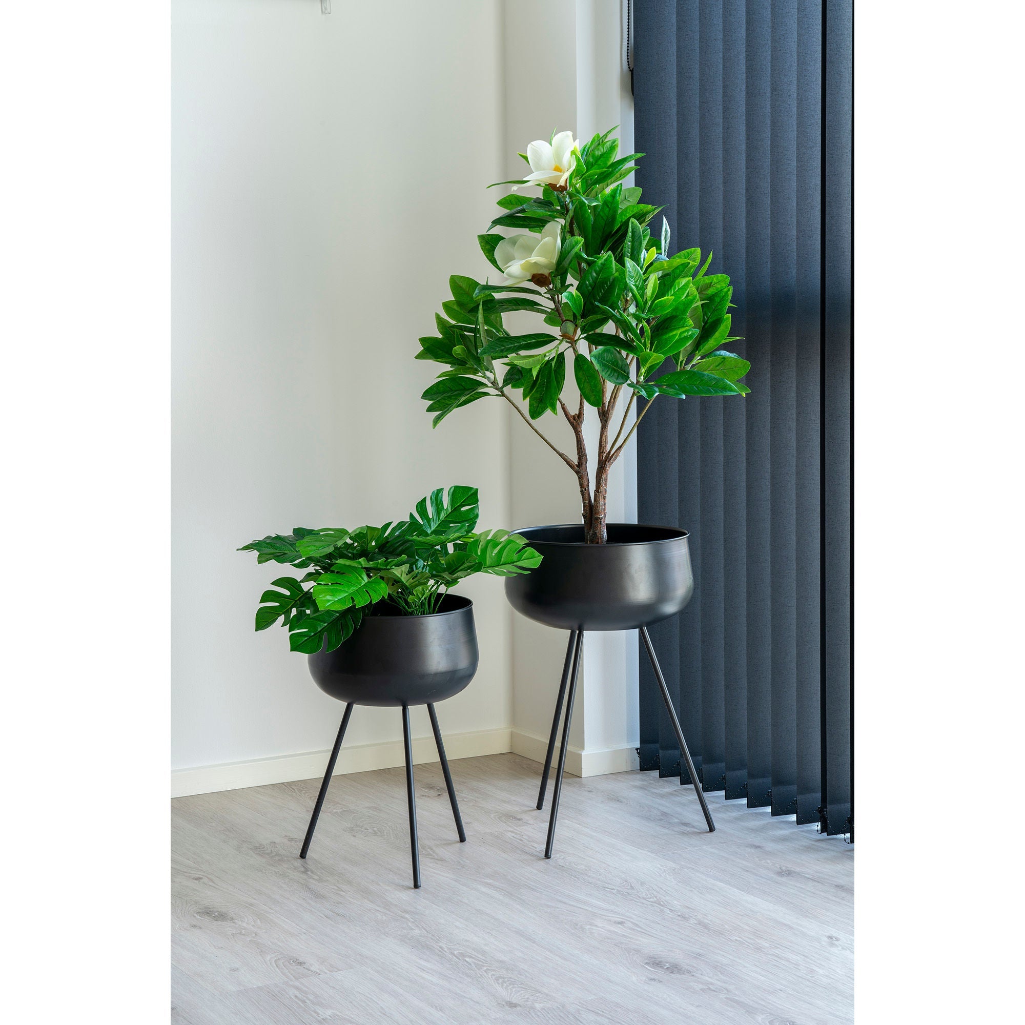 Huis Noordse monstera