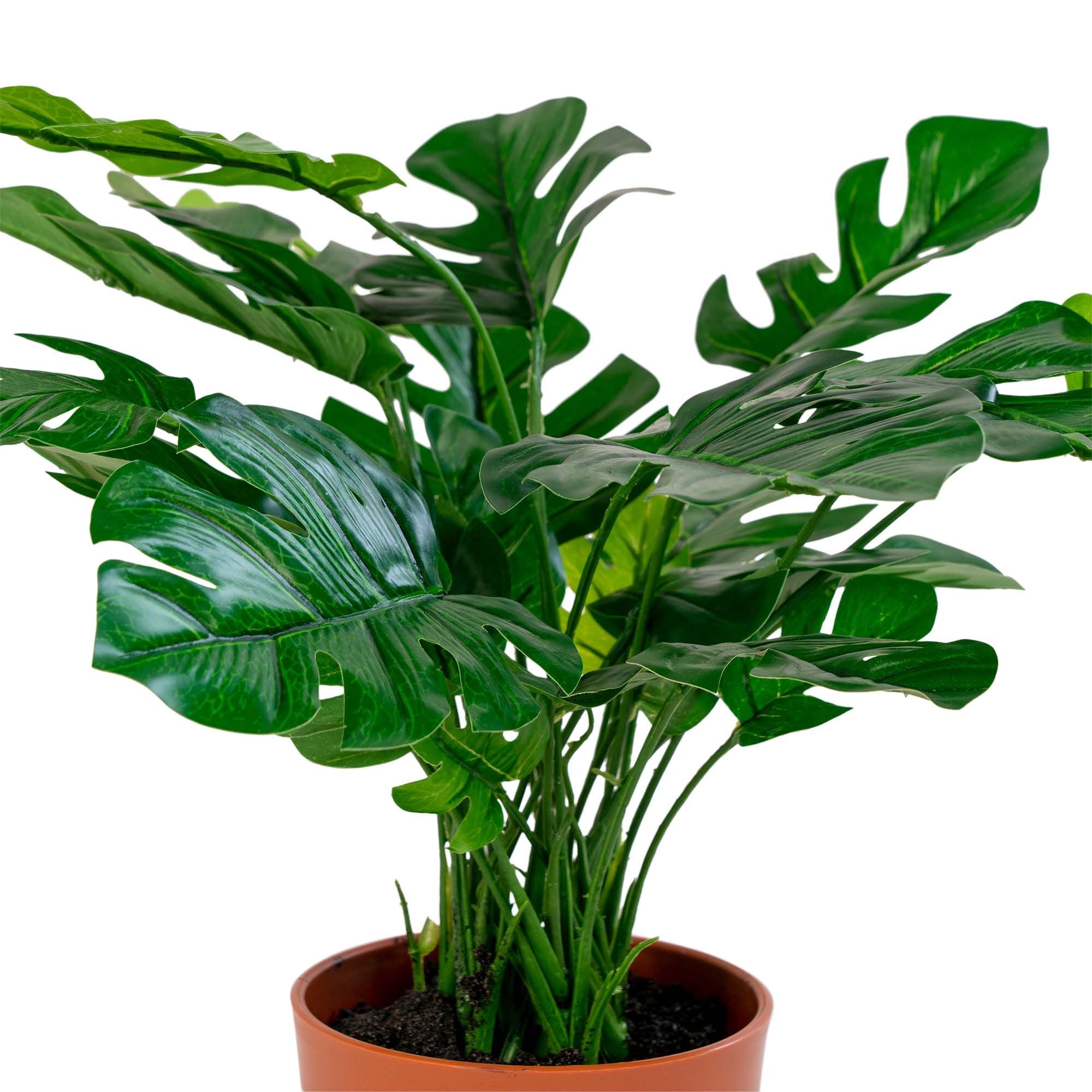 Haus nordisches Monstera