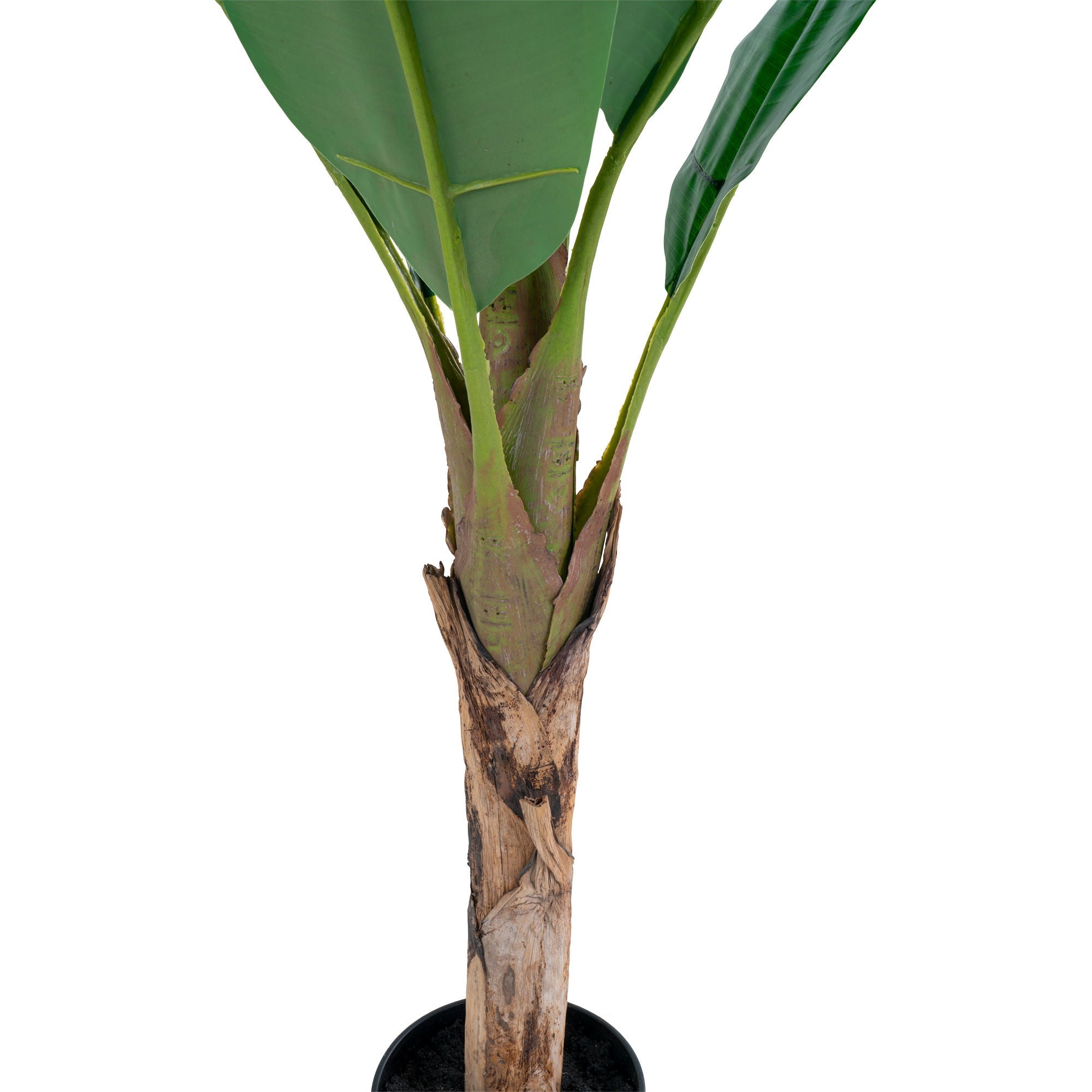 Hus nordisk bananpalm