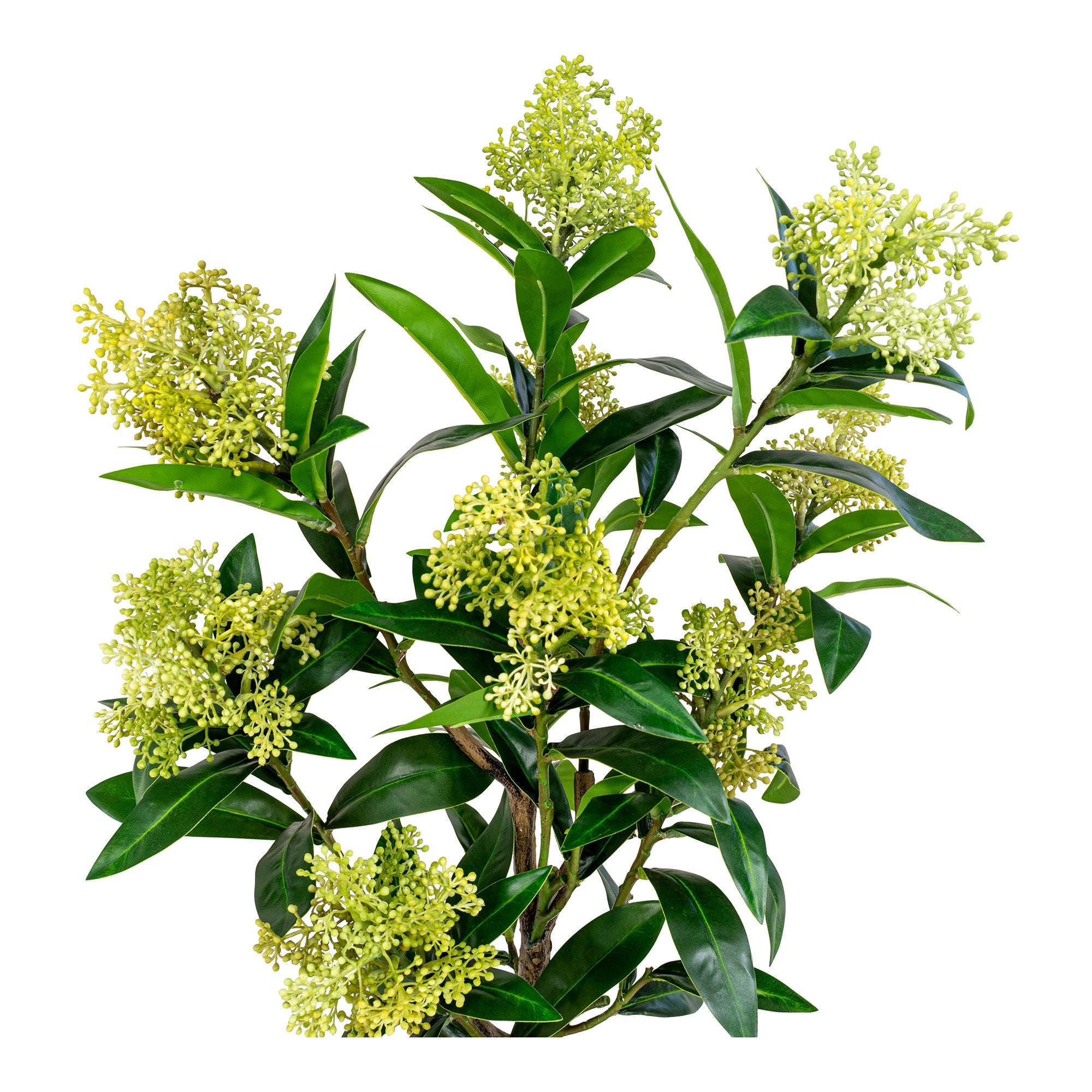 House Noordse skimmia -boom