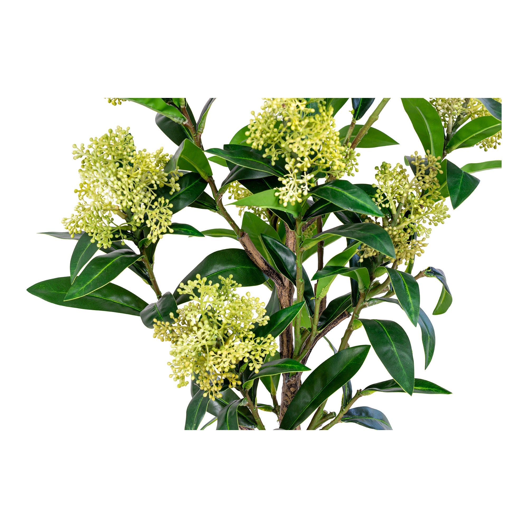 Maison nordique skimmia