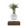 Flyte Lyfe Plant, Walnut