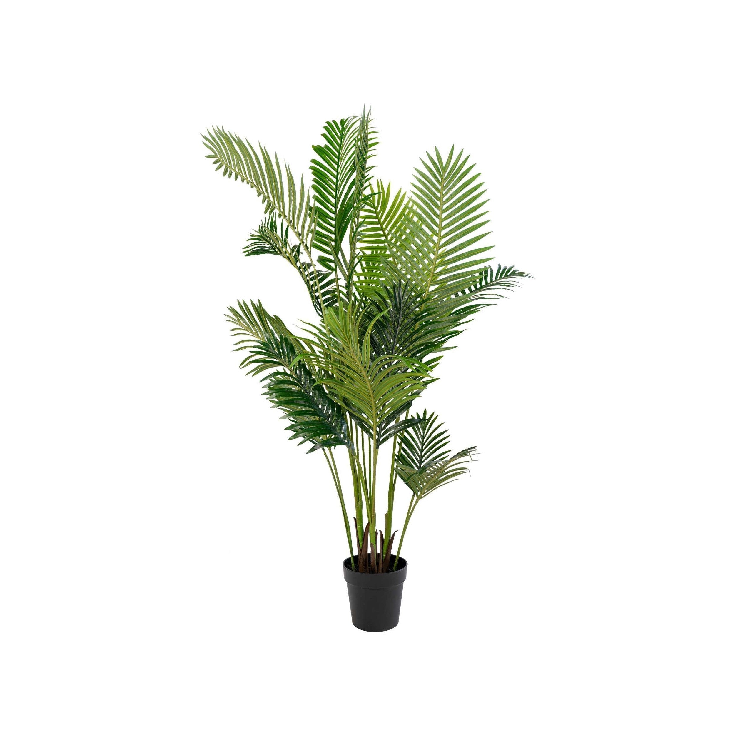 Huis Noordse areca palm