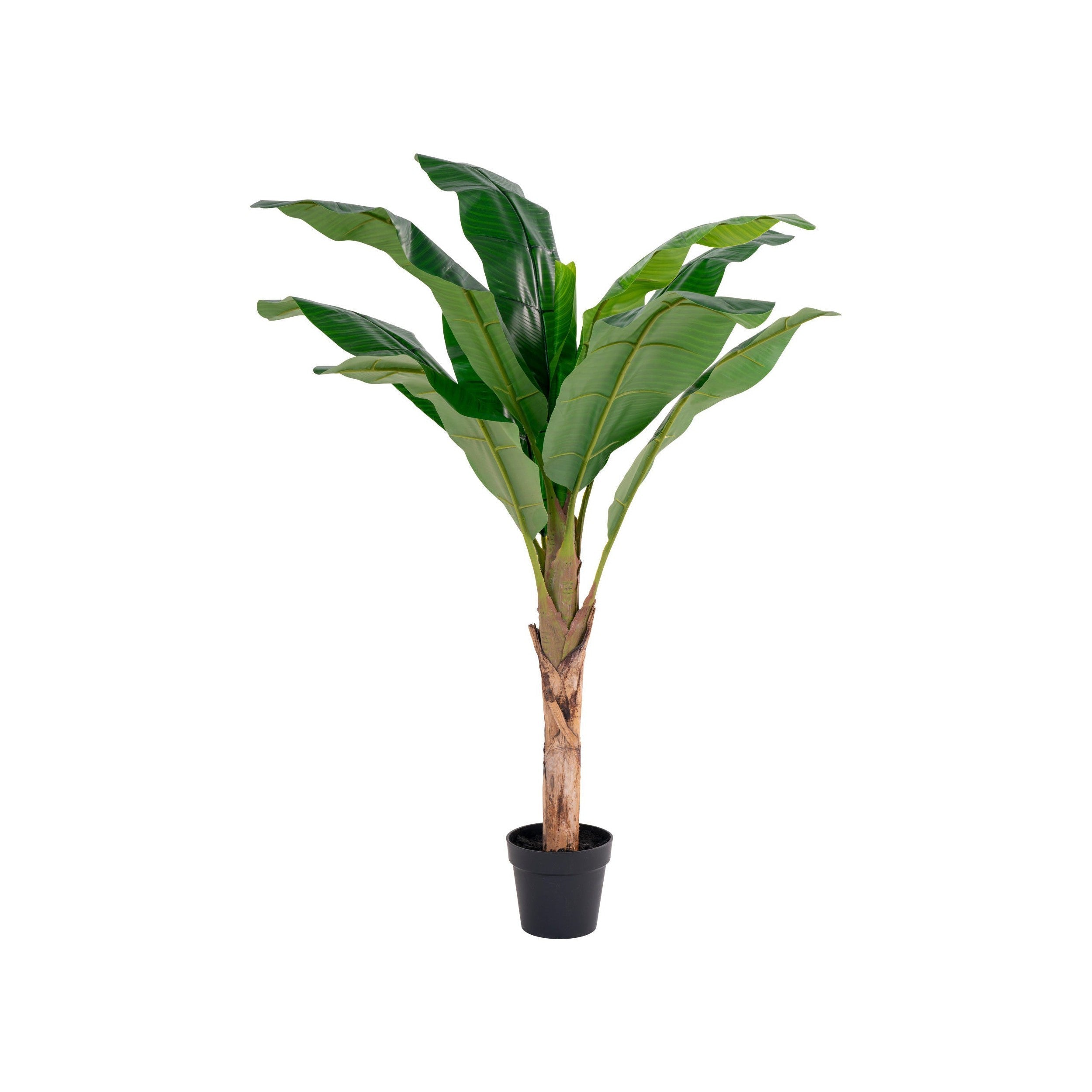 House Nordic Banana Palm