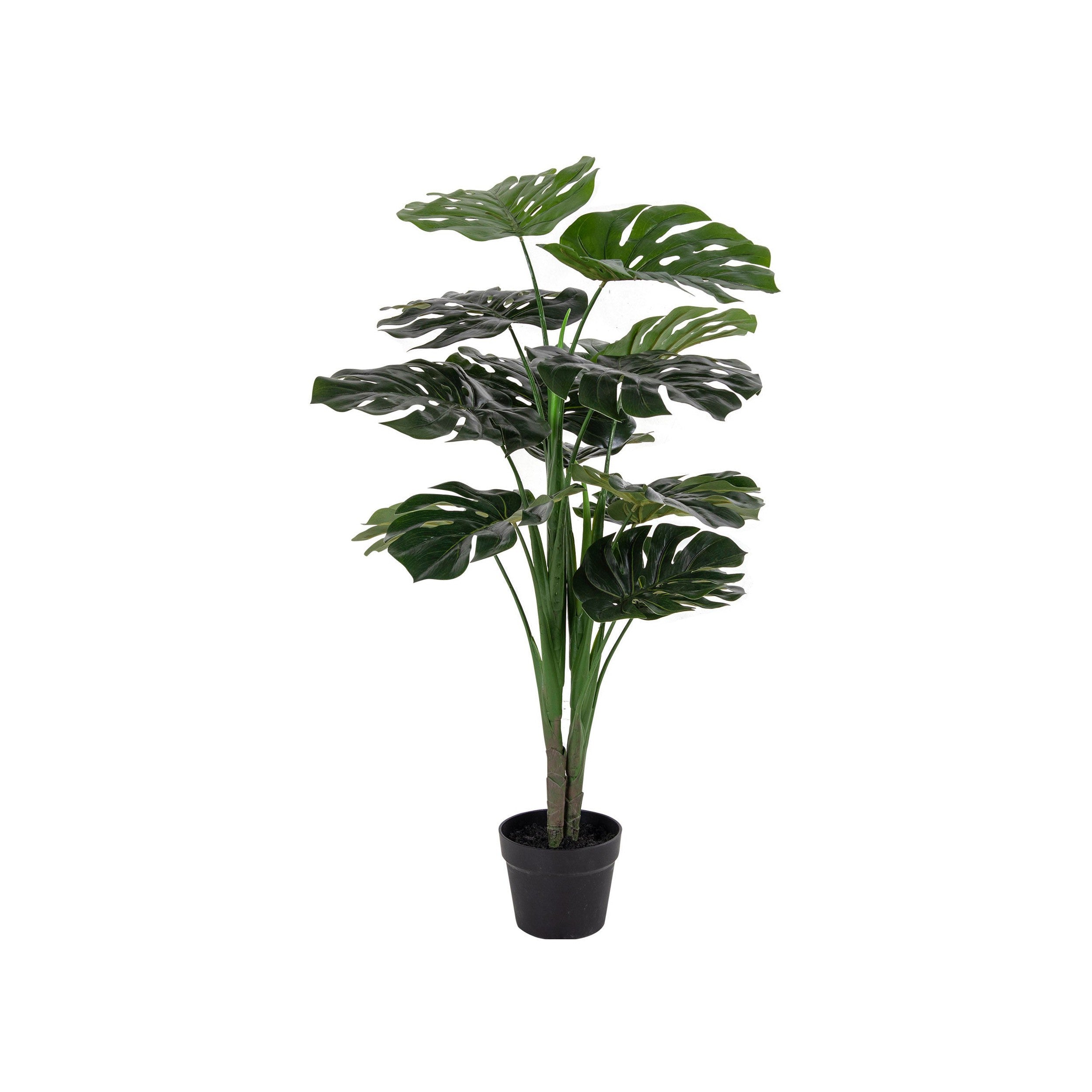 Huis Noordse monstera