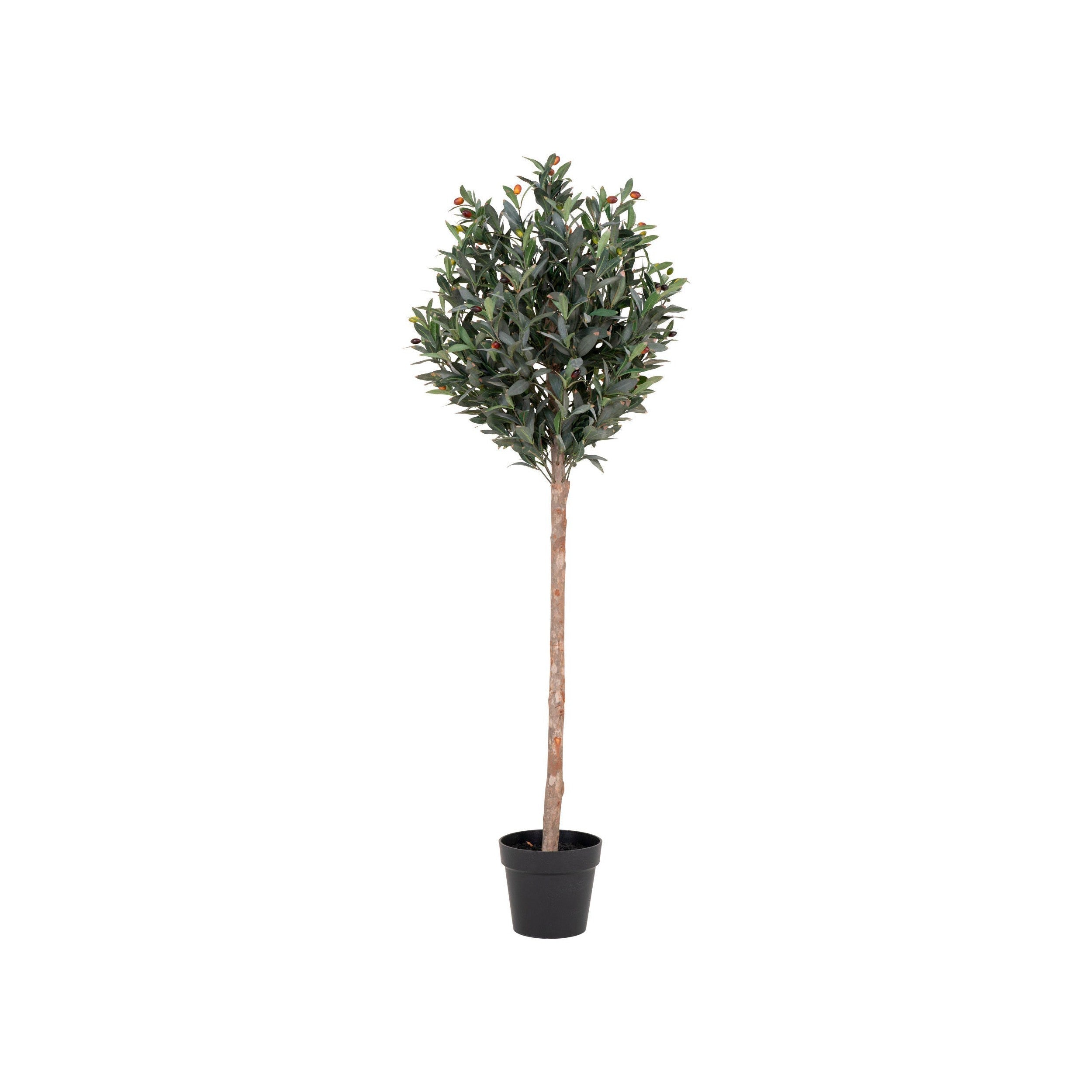 House Nordic Olive Tree