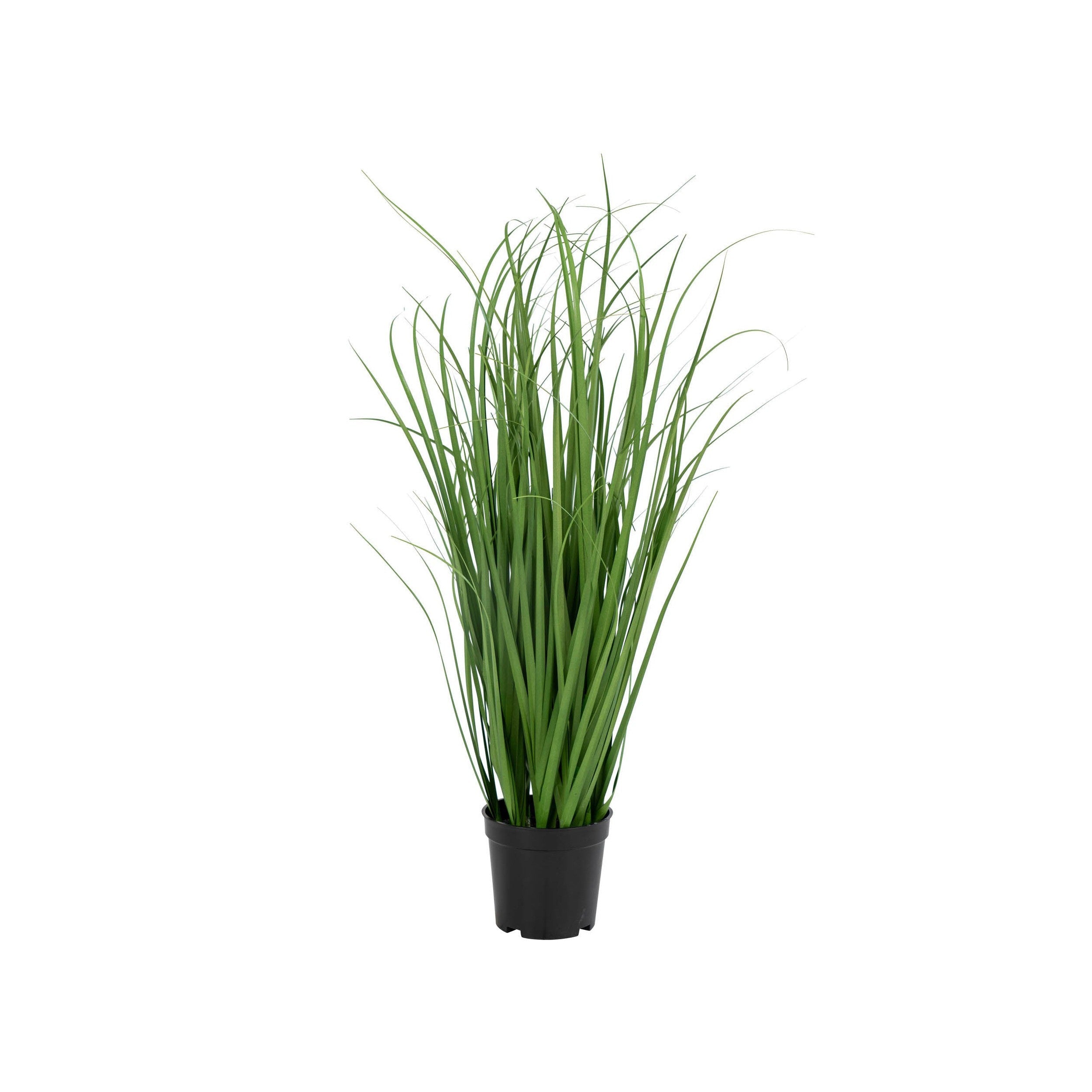 Huis Nordic Poa Grass