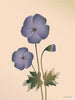  Geranium Poster 15 X21 Cm Nude