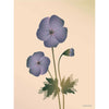  Geranium -poster 30 x40 cm naakt