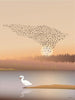  Murmuration Hoster，30x40厘米