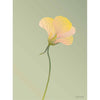  Affiche Nasturtium 30 x40 cm vert