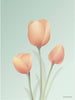  Tulpe Poster 15 X21 cm Minze