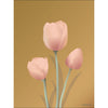  Affiche de tulipe 30 x40 cm ambre