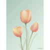 Vissevasse Tulpe Poster 30 X40 Cm, Minze