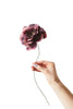 Studio over Paper Flower Peony, Aubergine