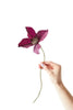 Studio over papierbloem Clematis, aubergine