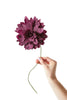 Studio sur du papier fleur Grand Dahlia, Aubergine