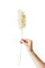 Studio sur Paper Flower Pampas, Sable