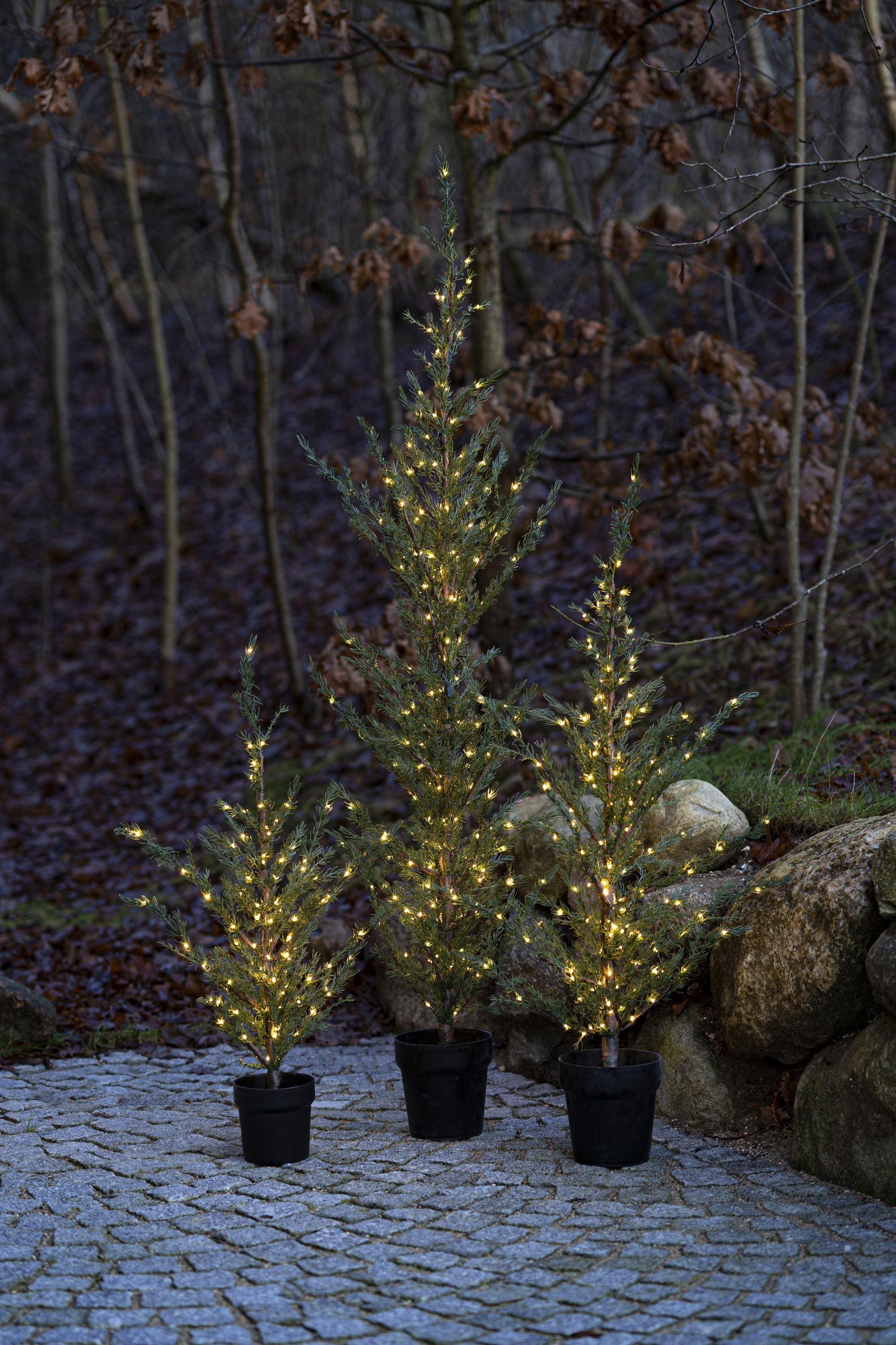 Albero di ceder Sirius Milas, H130 cm