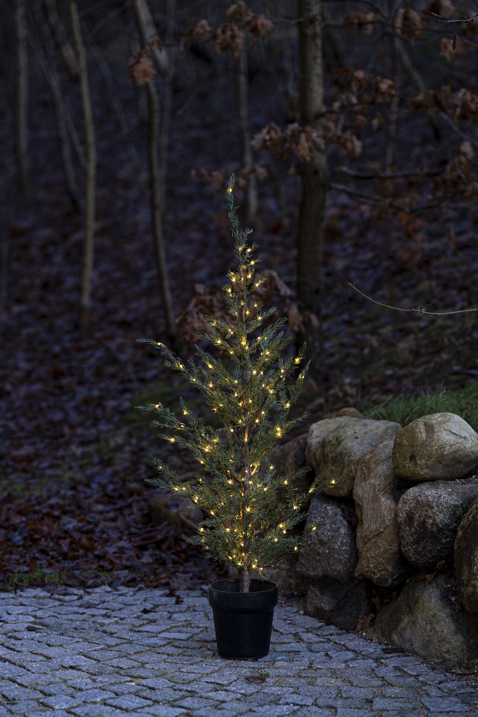 Sirius Milas Ceder árbol, H130 cm