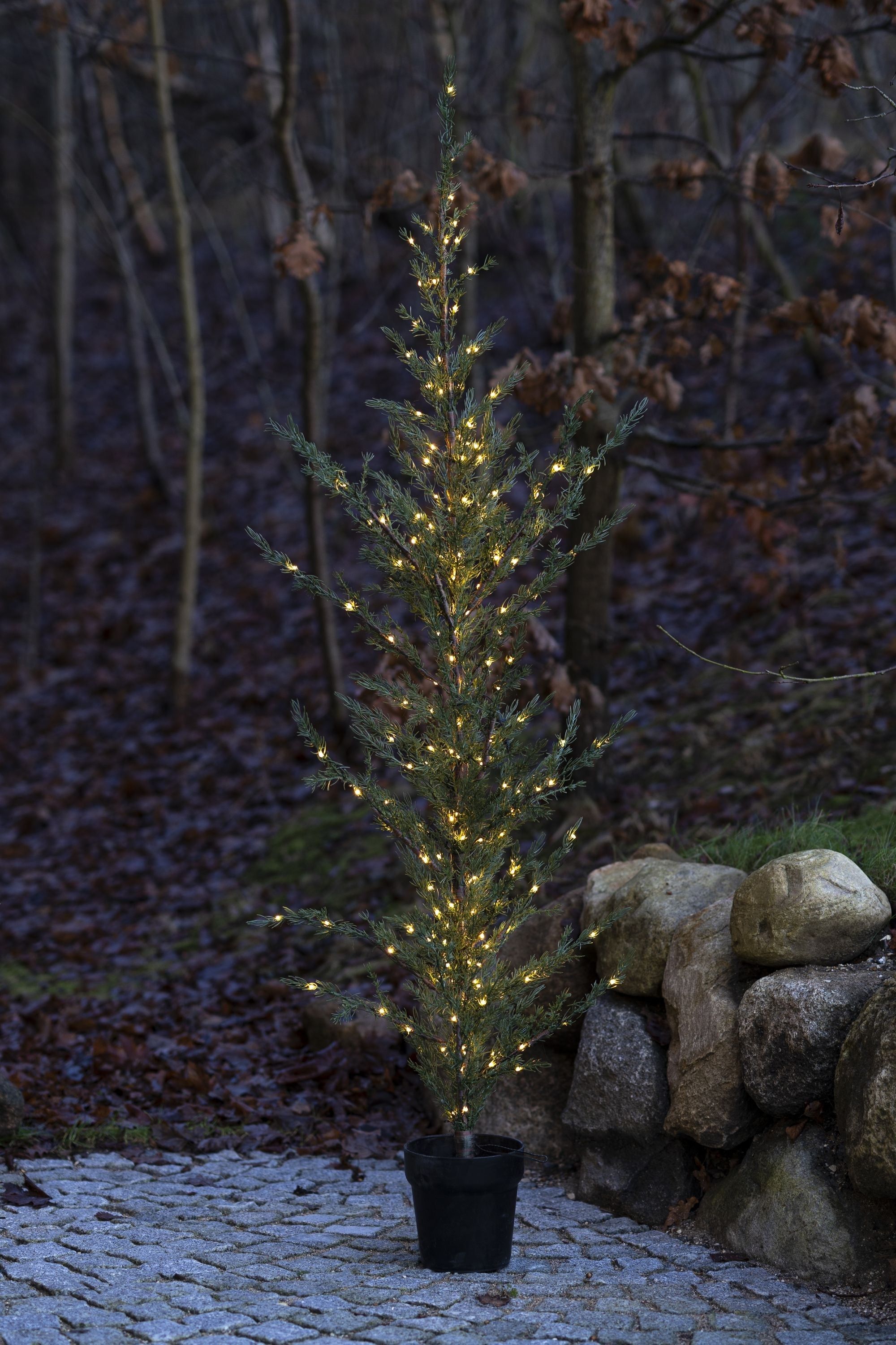 Albero di ceder Sirius Milas, H190 cm