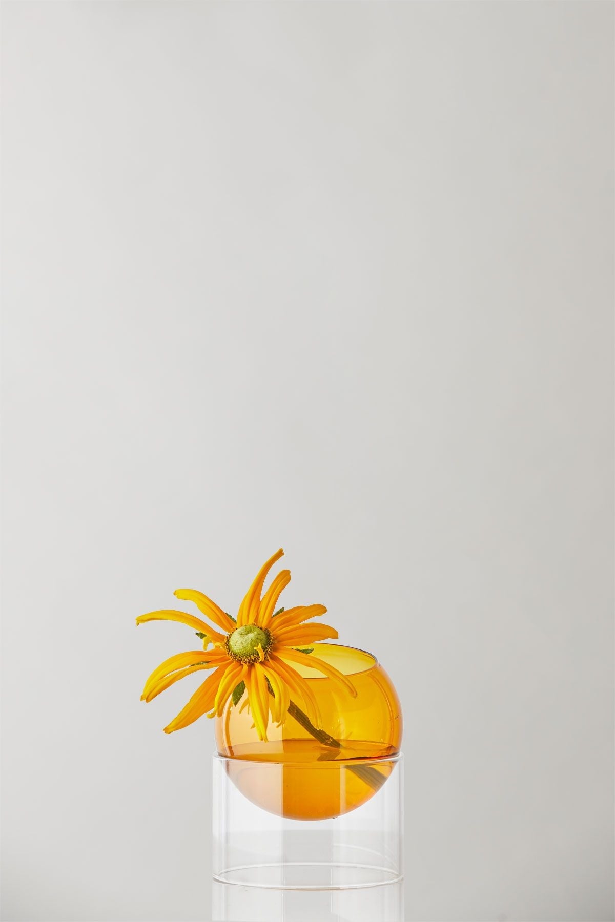 Studio sul vaso a bolle di piante in piedi, ambra