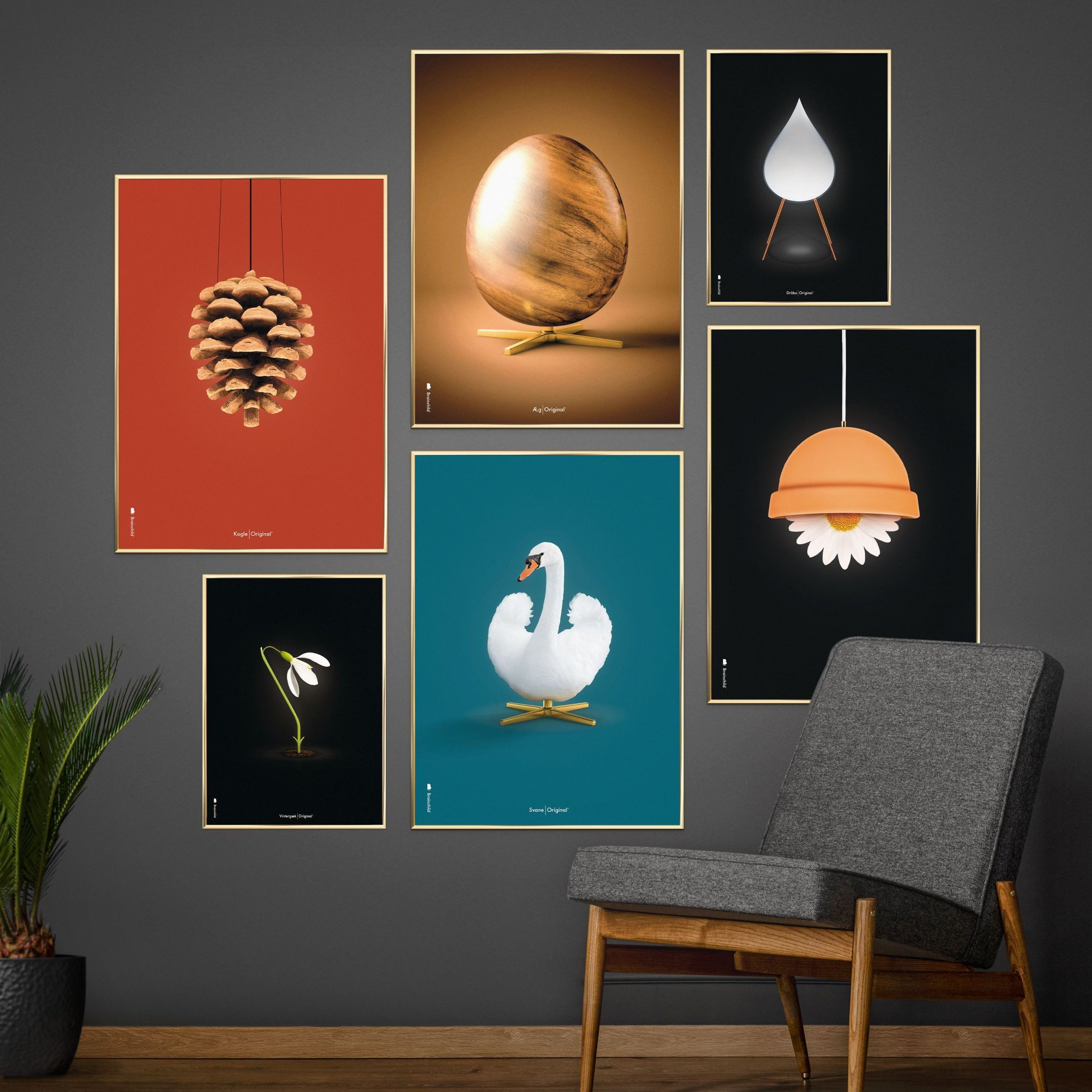 brainchild Swan Classic Poster, donker hout frame 50x70 cm, petroleumblauwe achtergrond
