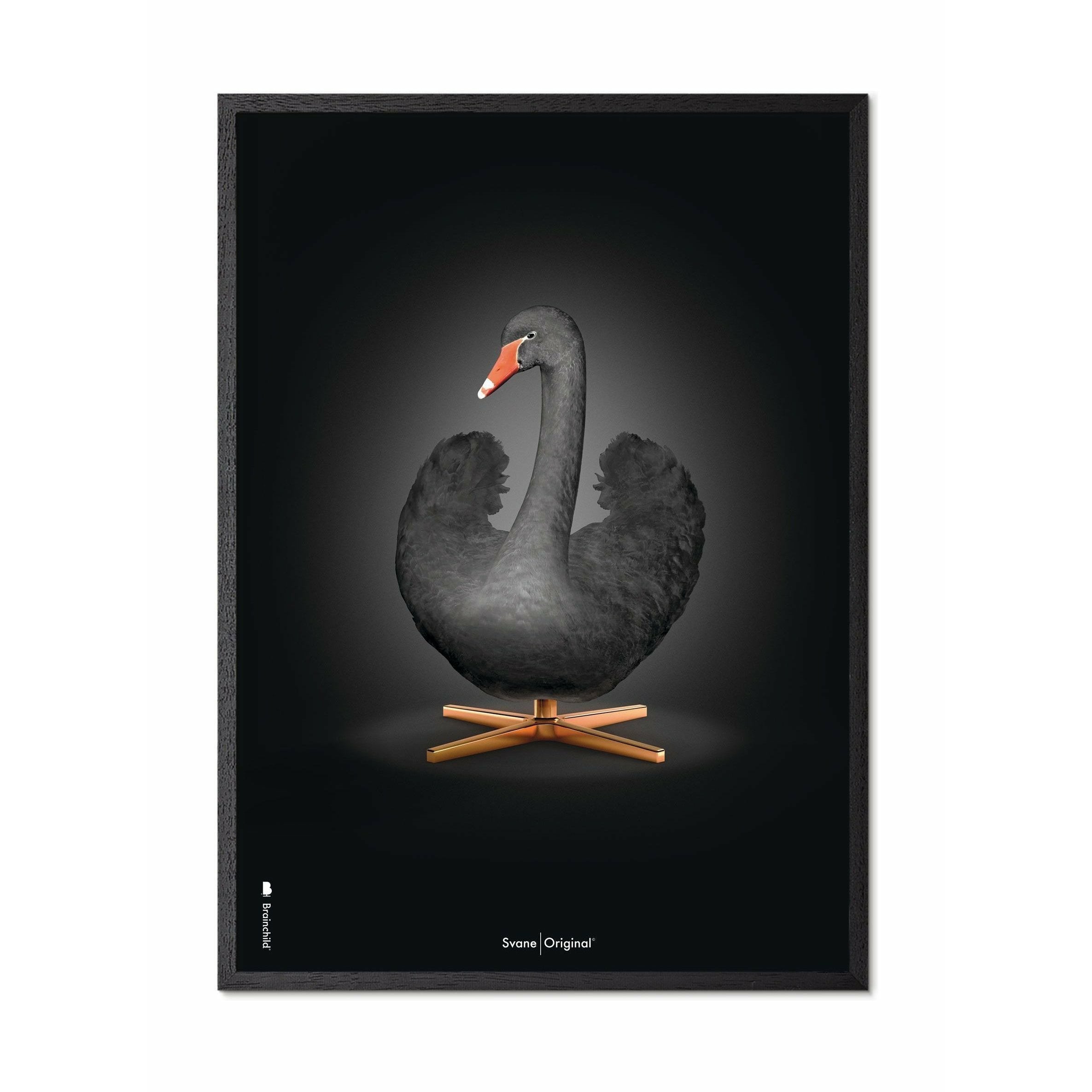 Poster classico di cigni da gioco, cornice in legno laccato nero 70 x100 cm, sfondo nero/nero