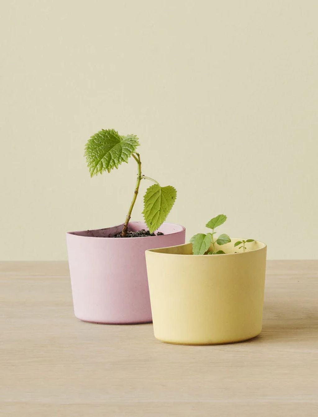 Gréement tig vos pots de fleurs d'arbre avec des graines, jaune