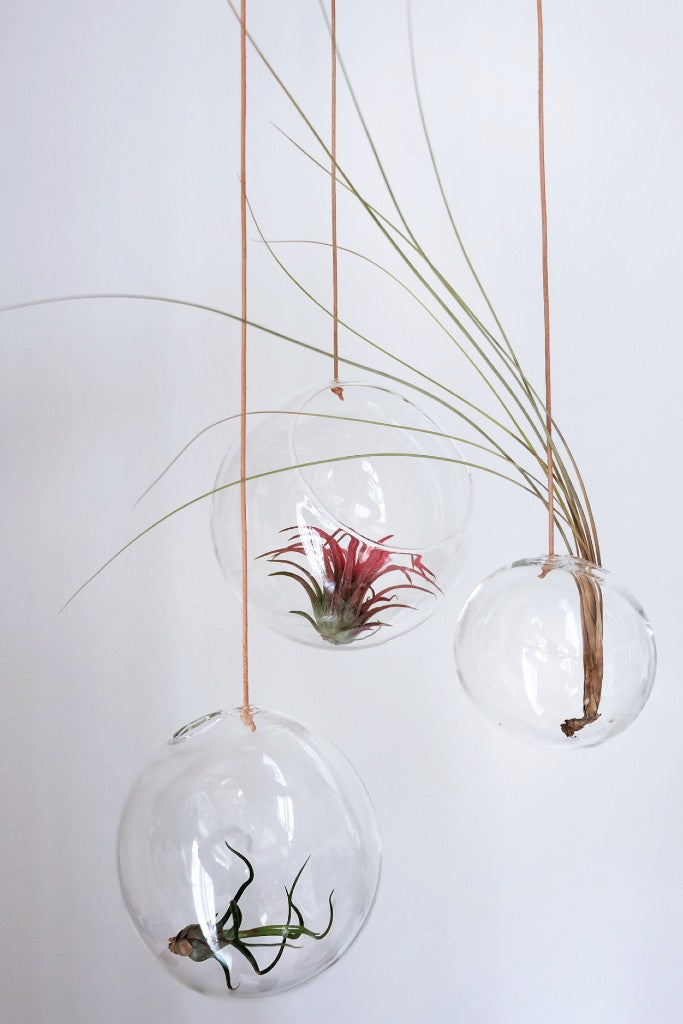 Studio sur le vase à bulles de plantes suspendues grandes, transparentes