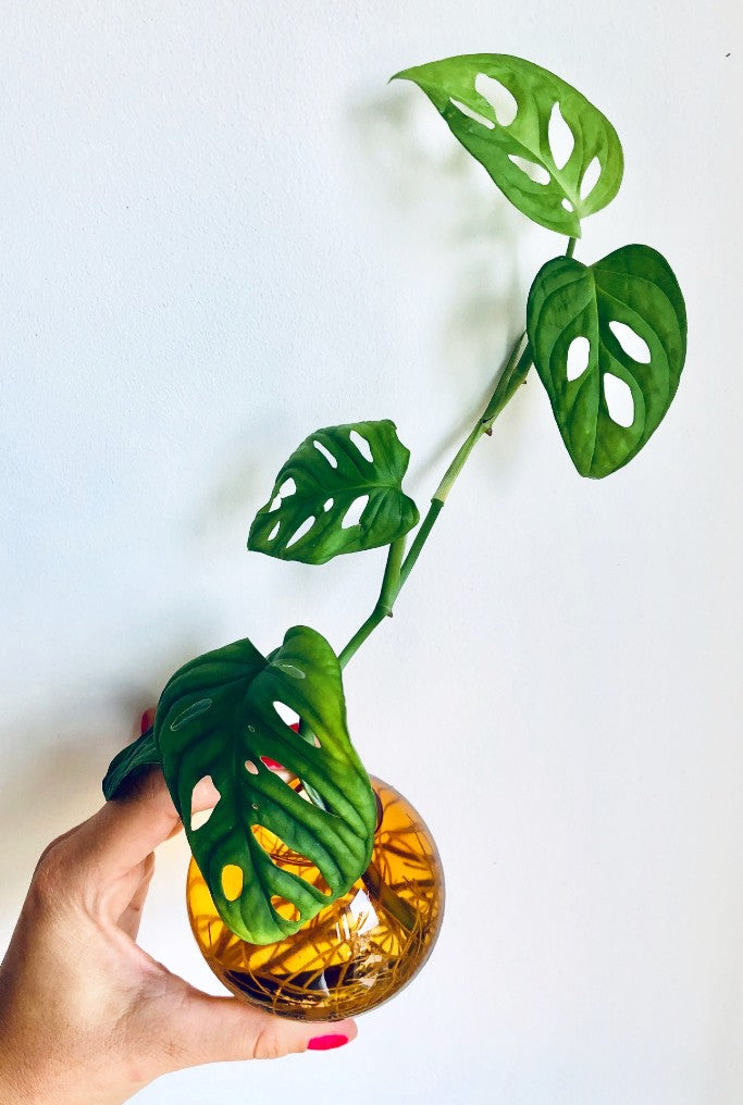 Studio sur le vase à bulles de fleurs suspendus petit, ambre